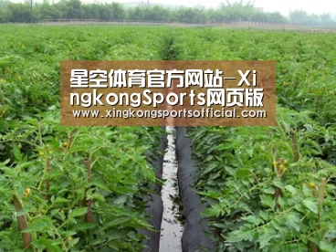 种植基地三